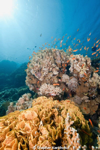Coral garden at Jackson reef Tiran. by Stephan Kerkhofs 